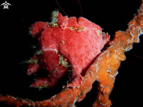 A Frog Fish