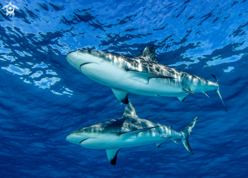 A Carcharhinus perezi | Caribbean reef shark