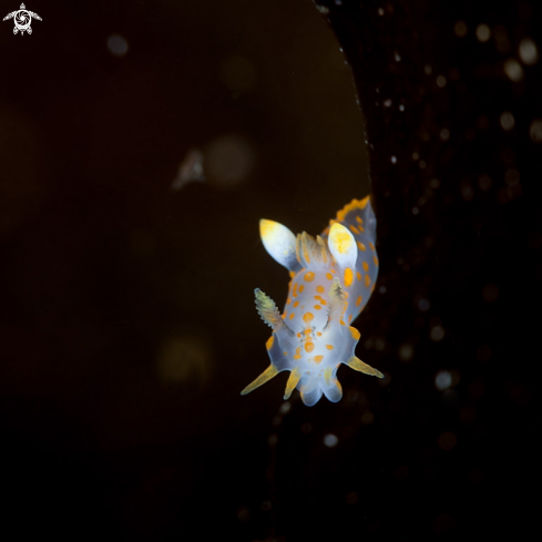 A Polycera quadrilineata | Polycera quadrilineata