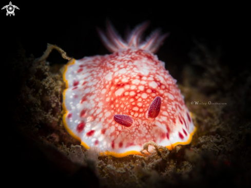 A Goniobranchus tinctorius | Nudibranch