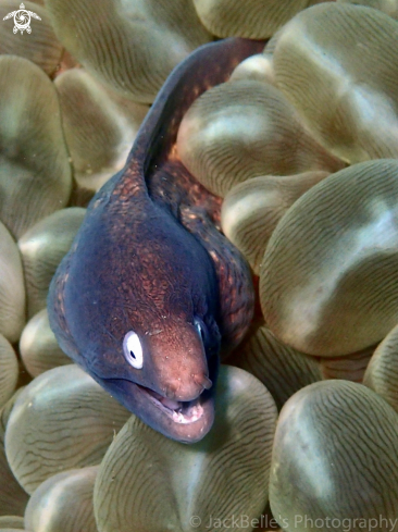 A Moray Eel