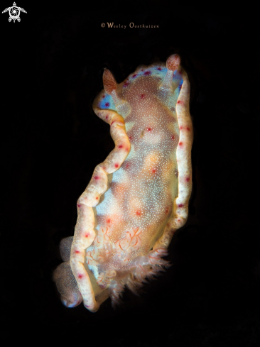 A Juvenile Spanish dancer nudibranch
