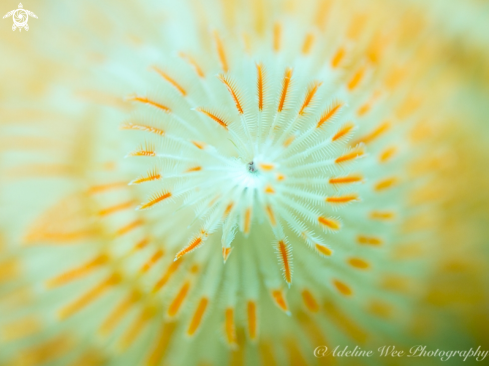 A Christmas tree worm