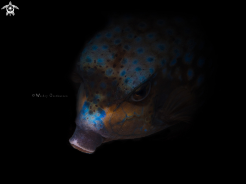 A Ostracion immaculatus  | Bluespotted boxfish