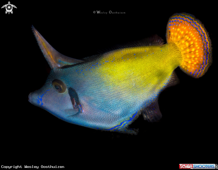 A Orangetail filefish
