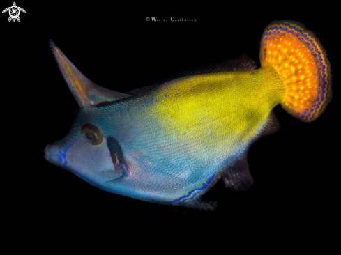 A Orangetail filefish