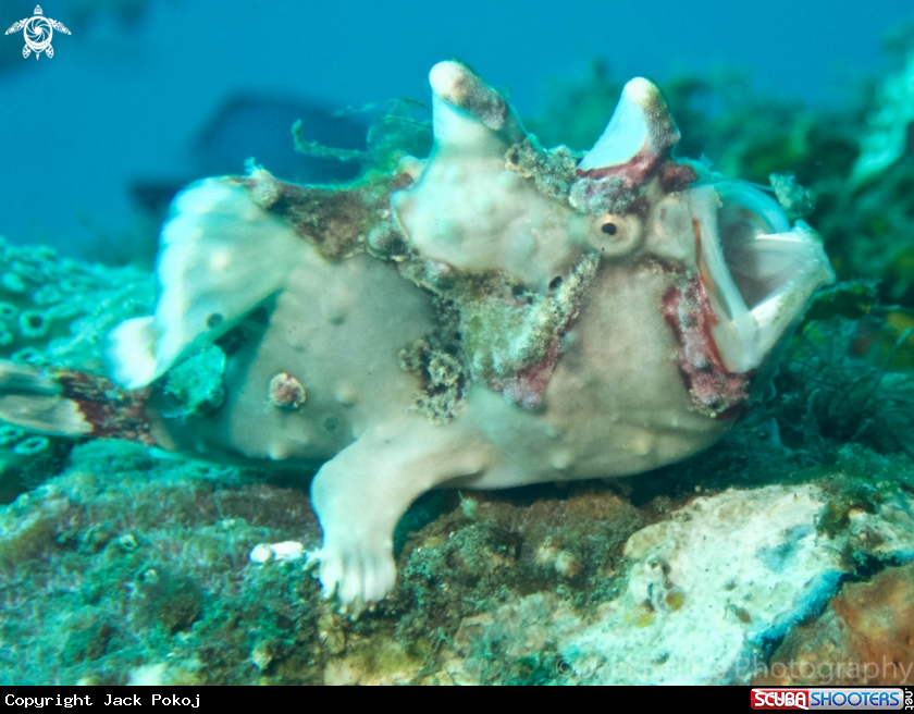 A Warty frogfish
