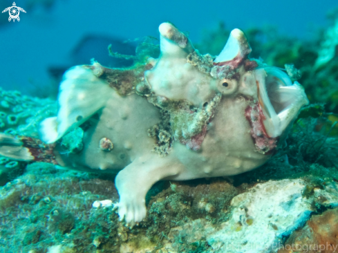 A Warty frogfish