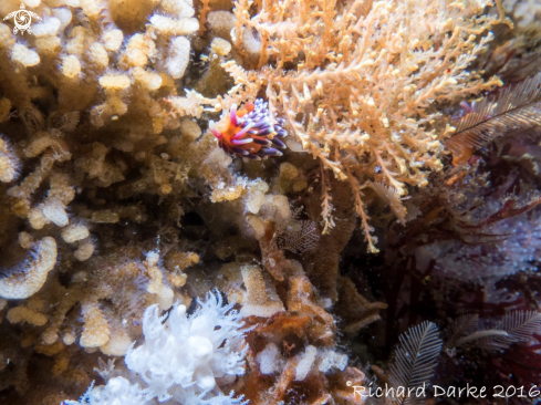 A Cuthona speciosa | Candy Nudibranch