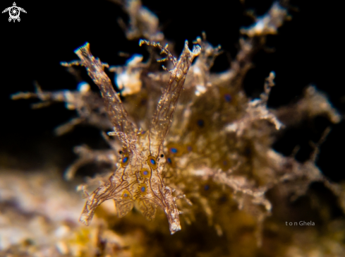 A  Stylocheilus striatus | Sea Hare