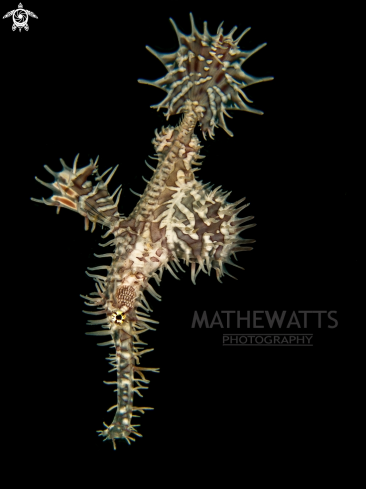 A Ornate Ghost Pipefish