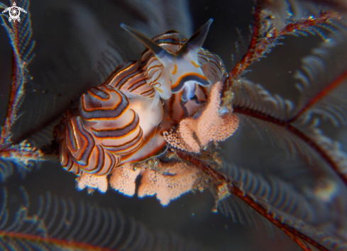 A Nudibranch