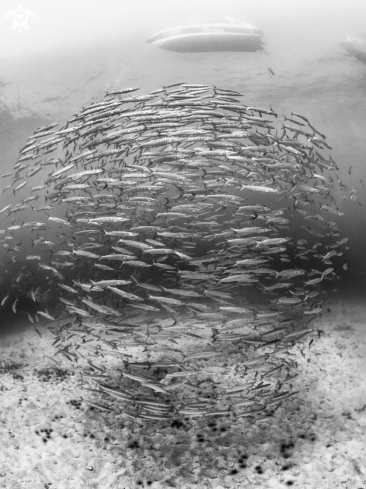 A Chevron Barracuda