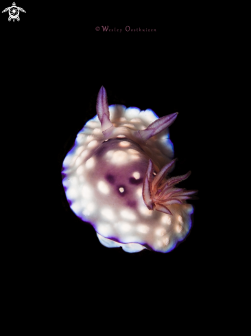 A Nudibranch