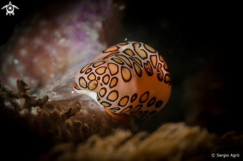 A Flamingo tongue snail