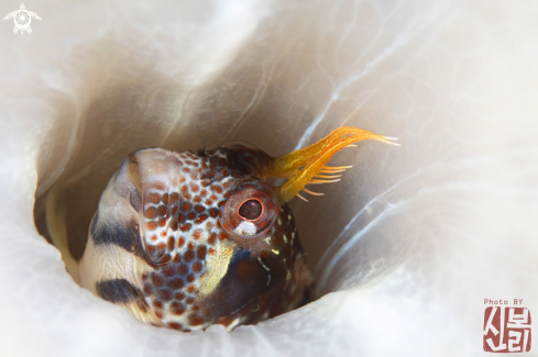 A Blenny 