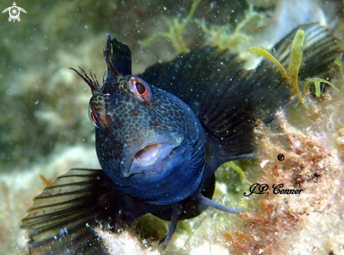 A Blennius niger