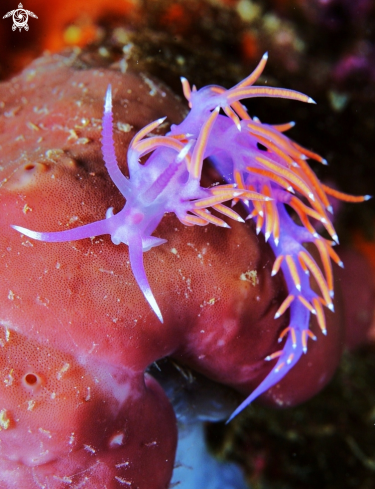 A Flabellina ischitana | 