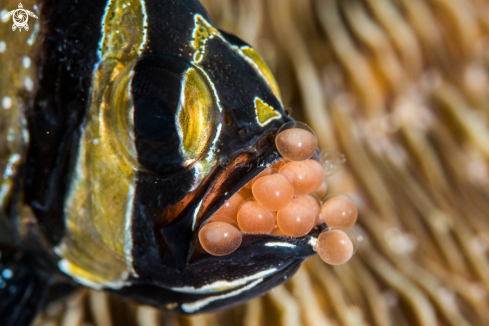 A Bangai Cardinal Fish full Eggs