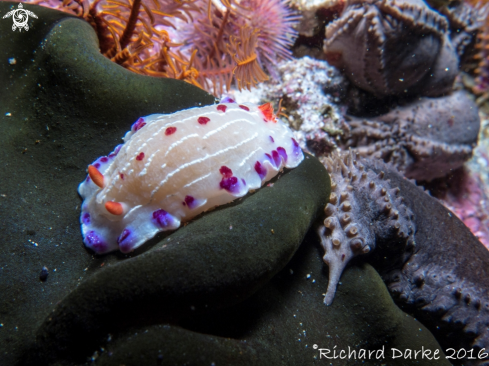 A Hypselodoris capensis | Cape Dorid