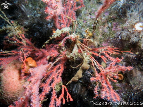 A Macropodia falcifera  | Long Legged Spider Crab