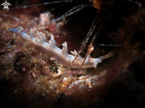 A Flabellina riwo | Nudibranch
