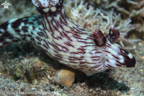 A Jorunna rubescens | Jorunna rubescens