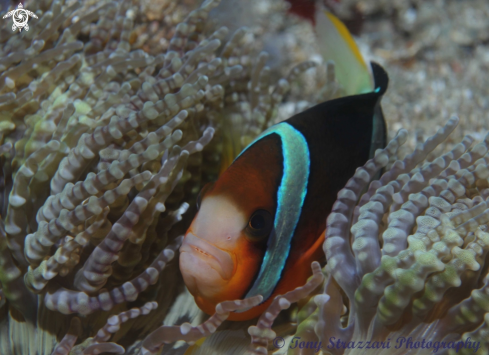 A Clark's clownfish