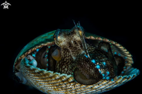 A Coconut Octopus