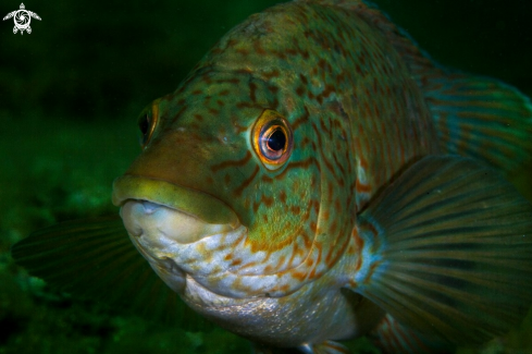 A Ballan wrasse