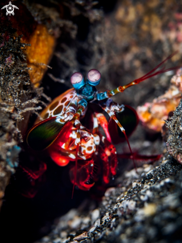 A Peacock Mantis Shrimp