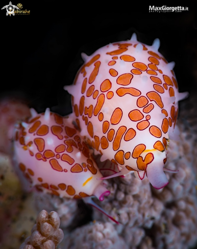 A Red cowrie