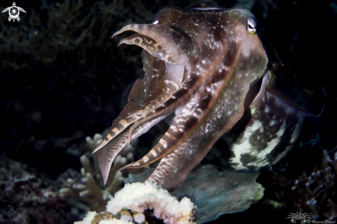 A cuttlefish