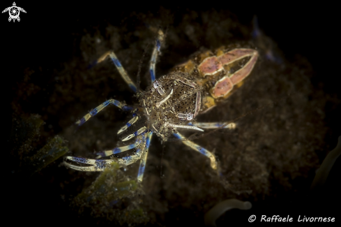 A Anemone shrimp