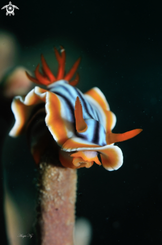 A Nudi