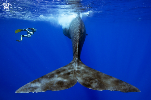 A Sperm Whale