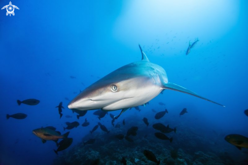 A (Carcharhinus albimarginatus) | silvertip shark 