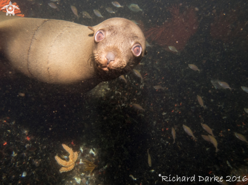 A South African Fur Seal