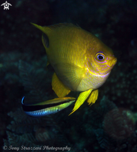 A Amblyglyphidodon aureus with Labroides dimidiatus | Golden damsel with a cleaner wrasse
