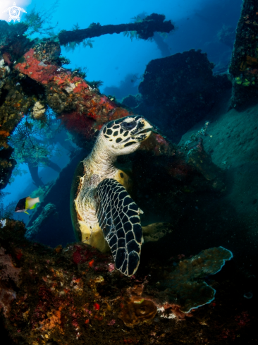 A Hawksbill Turtle