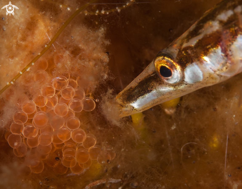 A Fifteen-spined stickleback