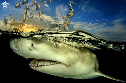 A underwater creature