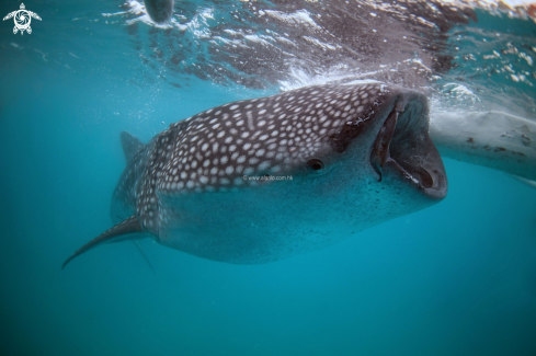 A whaleshark