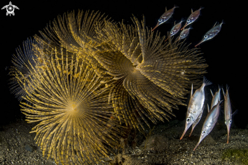 A underwater creature