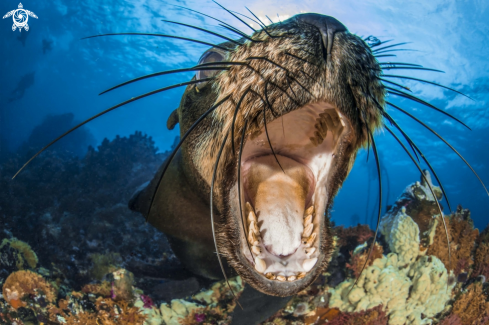 A underwater creature