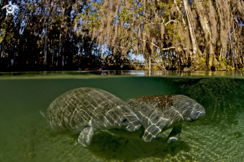 A Manatee