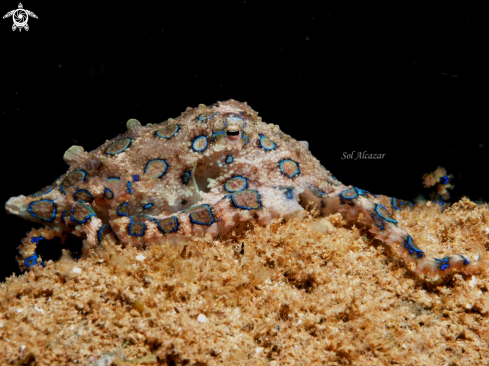 A blue ringed octopus