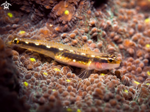 A Sebree's dwarfgoby