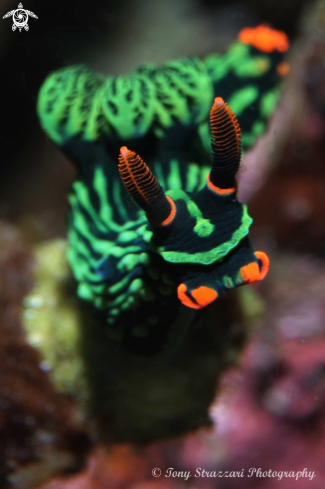 A Nembrotha kubaryana