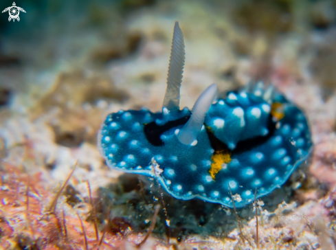 A Aldisa albatrossae | Nudibranch